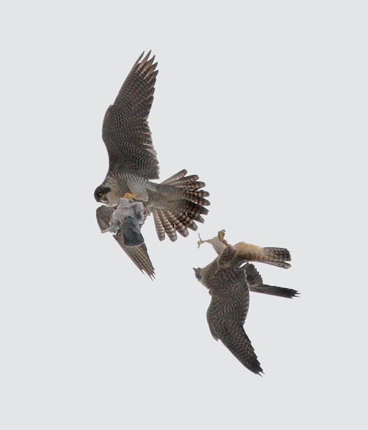 Aerial food pass between adult and juvenile Peregrines